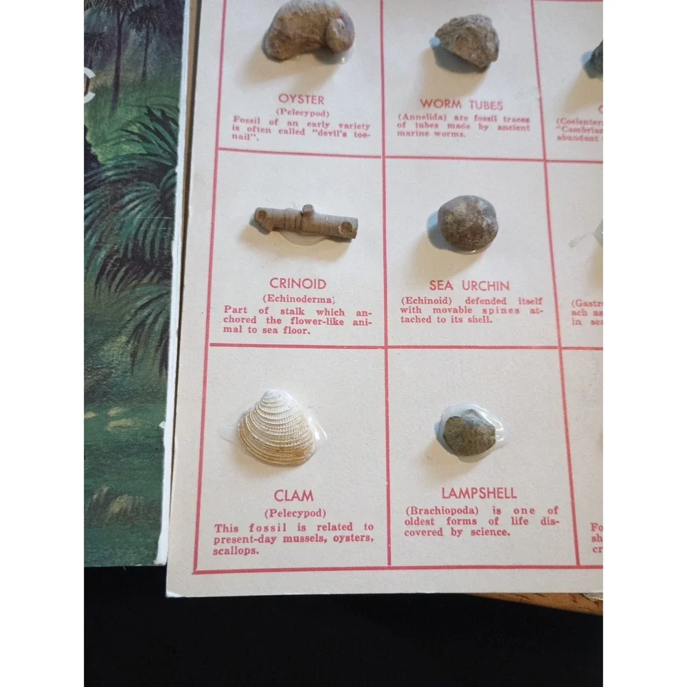 Vintage Nature Programa‎ Prehistoric Life Flowering Trees and Shrubs Collectible - Picture 11 of 16